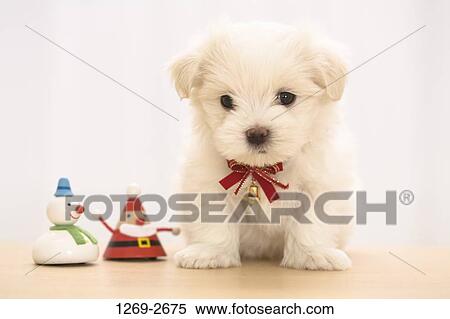 Close-up of a Maltese puppy with two toy snowmen View Large Photo Image Stock Photography - Close-up of a Maltese puppy with two toy snowmen. Fotosearch