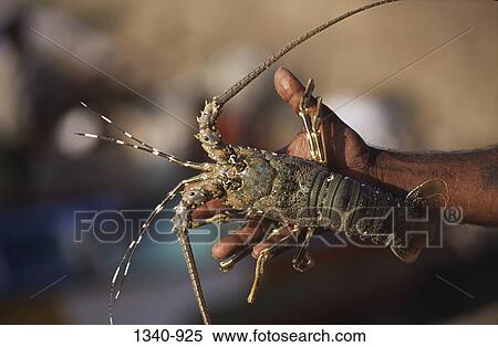 Close-up of a man's hand holding a prawn, Kanyakumari, Tamil Nadu, India View Large Photo Image Stock Photography - Close-up of a man's hand holding a prawn, Kanyakumari, Tamil Nadu, India. Fotosearch