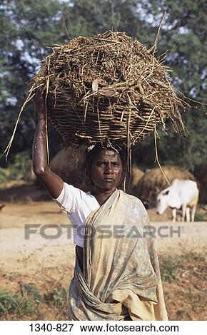 Close-up of a mature woman carrying organic manure on her head, India View Large Photo Image Stock Photo - Close-up of a mature woman carrying organic manure on her head, India. Fotosearch
