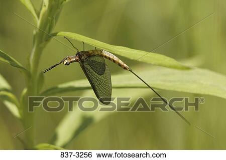 Close-up of a mayfly perching on a leaf View Large Photo Image Stock Photograph - Close-up of a mayfly perching on a leaf. Fotosearch