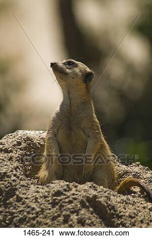 Close-up of a Meerkat (Suricata suricata) View Large Photo Image Stock Image - Close-up of a Meerkat (Suricata suricata). Fotosearch