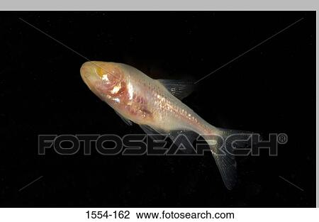 Stock Image - Close-up of a Mexican tetra underwater. Fotosearch