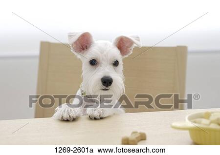 Close-up of a Miniature Schnauzer puppy View Large Photo Image Stock Image - Close-up of a Miniature Schnauzer puppy. Fotosearch