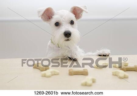 Close-up of a Miniature Schnauzer puppy with dog biscuits View Large Photo Image Stock Image - Close-up of a Miniature Schnauzer puppy with dog biscuits. Fotosearch