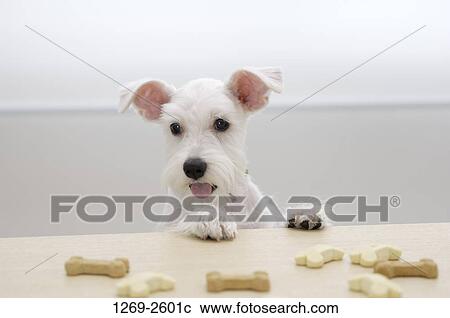 Close-up of a Miniature Schnauzer puppy with dog biscuits View Large Photo Image Stock Image - Close-up of a Miniature Schnauzer puppy with dog biscuits. Fotosearch