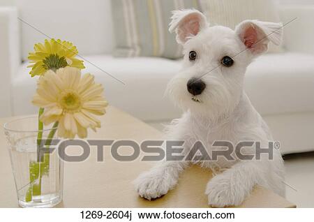 Close-up of a Miniature Schnauzer puppy leaning on a table View Large Photo Image Stock Image - Close-up of a Miniature Schnauzer puppy leaning on a table. Fotosearch