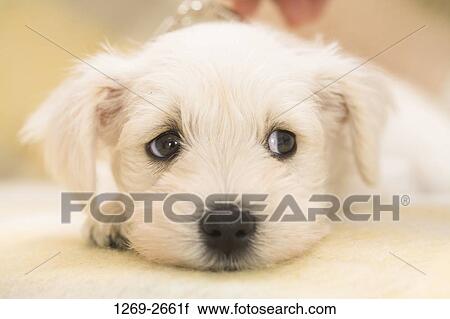 Close-up of a Miniature Schnauzer puppy View Large Photo Image Stock Image - Close-up of a Miniature Schnauzer puppy. Fotosearch
