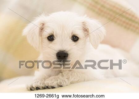 Close-up of a Miniature Schnauzer puppy View Large Photo Image Stock Image - Close-up of a Miniature Schnauzer puppy. Fotosearch