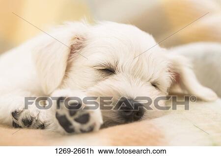 Close-up of a Miniature Schnauzer puppy sleeping View Large Photo Image Stock Image - Close-up of a Miniature Schnauzer puppy sleeping. Fotosearch