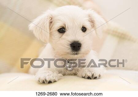 Stock Image - Close-up of a Miniature Schnauzer puppy. Fotosearch