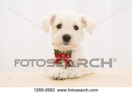 Close-up of a Miniature Schnauzer puppy View Large Photo Image Stock Image - Close-up of a Miniature Schnauzer puppy. Fotosearch