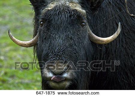 Close-up of a Musk ox (Ovibos moschatus) View Large Photo Image Stock Photography - Close-up of a Musk ox (Ovibos moschatus). Fotosearch