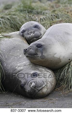 Close-up of a Northern Elephant seals (Mirounga angustirostris) resting, South Sandwich Islands, Antarctica View Large Photo Image Stock Photo - Close-up of a Northern Elephant seals (Mirounga angustirostris) resting, South Sandwich Islands, Antarctica. Fotosearch