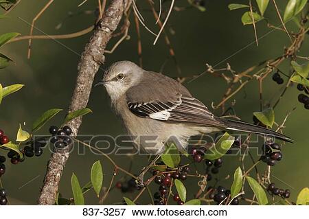 Close-up of a Northern mockingbird (Mimus polyglottos) perching on a branch View Large Photo Image Stock Photo - Close-up of a Northern mockingbird (Mimus polyglottos) perching on a branch. Fotosearch