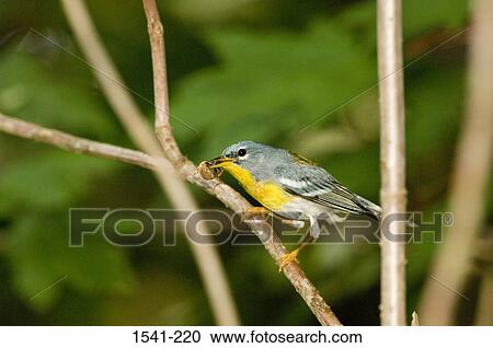 Close-up of a Northern Parula (Parula americana) with a spider in its beak perching on a tree branch View Large Photo Image Stock Image - Close-up of a Northern Parula (Parula americana) with a spider in its beak perching on a tree branch. Fotosearch