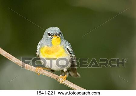 Close-up of a Northern Parula (Parula americana) perching on a tree branch View Large Photo Image Stock Image - Close-up of a Northern Parula (Parula americana) perching on a tree branch. Fotosearch