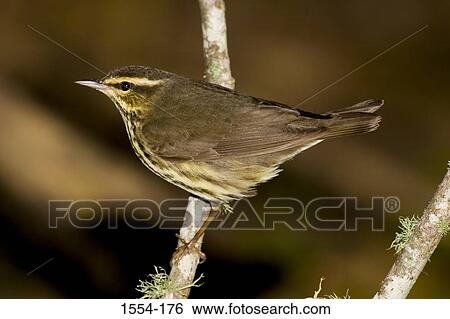 Stock Photograph - Close-up of a Northern Waterthrush (Seiurus noveboracensis) perching on a branch. Fotosearch
