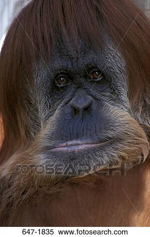 Close-up of a Orangutan (Pongo pygmaeus) View Large Photo Image Stock Photography - Close-up of a Orangutan (Pongo pygmaeus). Fotosearch