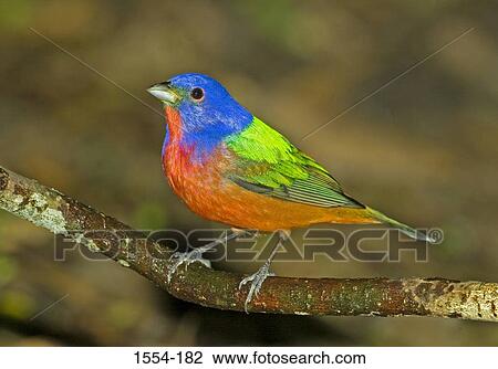 Stock Image - Close-up of a Painted bunting (Passerina ciris) perching on a branch. Fotosearch