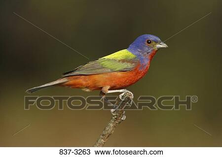 Close-up of a Painted bunting (Passerina ciris) perching on a branch View Large Photo Image Stock Image - Close-up of a Painted bunting (Passerina ciris) perching on a branch. Fotosearch