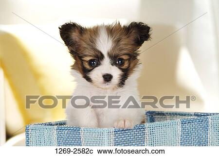 Close-up of a Papillon puppy in a basket View Large Photo Image Stock Image - Close-up of a Papillon puppy in a basket. Fotosearch