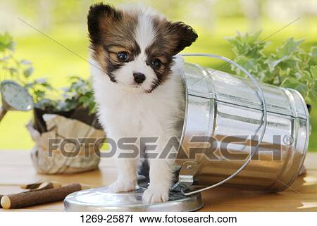 Close-up of a Papillon puppy in a bucket View Large Photo Image Stock Image - Close-up of a Papillon puppy in a bucket. Fotosearch