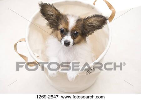 Close-up of a Papillon puppy in a bucket View Large Photo Image Stock Photo - Close-up of a Papillon puppy in a bucket. Fotosearch
