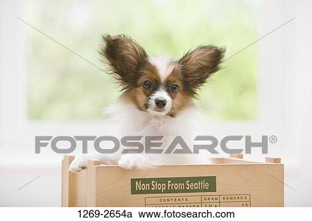 Close-up of a Papillon puppy in a wooden box View Large Photo Image Stock Image - Close-up of a Papillon puppy in a wooden box. Fotosearch