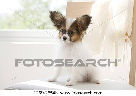 Close-up of a Papillon puppy sitting on a chair View Large Photo Image Stock Image - Close-up of a Papillon puppy sitting on a chair. Fotosearch