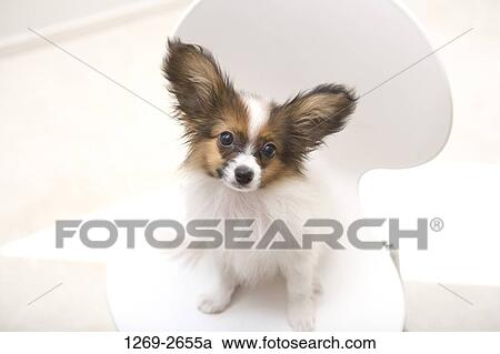Close-up of a Papillon puppy sitting on a chair View Large Photo Image Stock Image - Close-up of a Papillon puppy sitting on a chair. Fotosearch