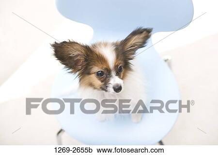 Close-up of a Papillon puppy sitting on a chair View Large Photo Image Stock Image - Close-up of a Papillon puppy sitting on a chair. Fotosearch