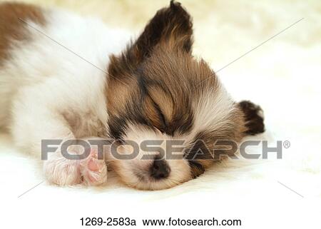 Close-up of a Papillon puppy sleeping View Large Photo Image Stock Image - Close-up of a Papillon puppy sleeping. Fotosearch