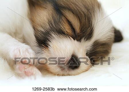 Close-up of a Papillon puppy sleeping View Large Photo Image Stock Image - Close-up of a Papillon puppy sleeping. Fotosearch