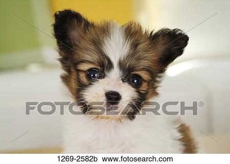Close-up of a Papillon puppy View Large Photo Image Stock Image - Close-up of a Papillon puppy. Fotosearch