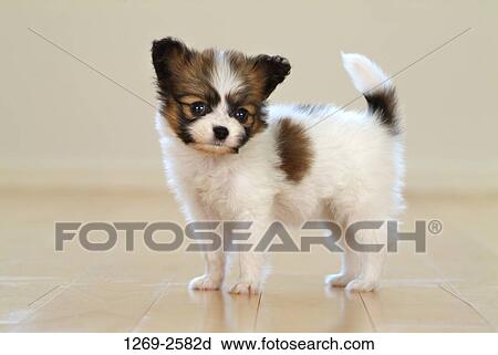 Close-up of a Papillon puppy View Large Photo Image Stock Image - Close-up of a Papillon puppy. Fotosearch