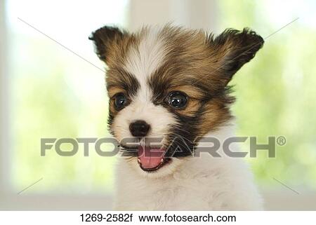 Close-up of a Papillon puppy View Large Photo Image Stock Image - Close-up of a Papillon puppy. Fotosearch