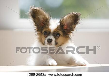 Close-up of a Papillon puppy View Large Photo Image Stock Image - Close-up of a Papillon puppy. Fotosearch