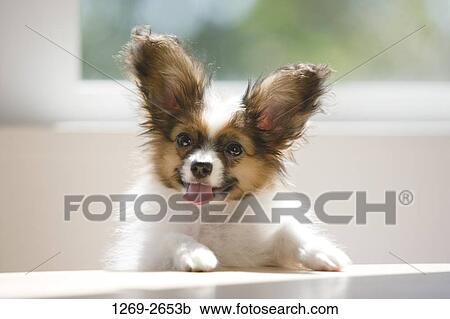 Close-up of a Papillon puppy View Large Photo Image Stock Image - Close-up of a Papillon puppy. Fotosearch