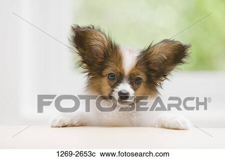 Close-up of a Papillon puppy View Large Photo Image Stock Image - Close-up of a Papillon puppy. Fotosearch