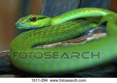 Close-up of a Parrot snake (Leptophis ahaetulla), Costa Rica View Large Photo Image Picture - Close-up of a Parrot snake (Leptophis ahaetulla), Costa Rica. Fotosearch