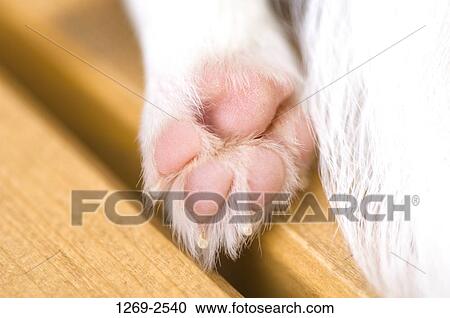 Close-up of a paw of a Chihuahua puppy View Large Photo Image Stock Image - Close-up of a paw of a Chihuahua puppy. Fotosearch
