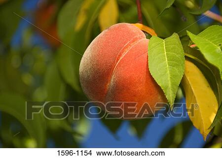 Close-up of a peach on a tree, Marion County, Oregon, USA View Large Photo Image Picture - Close-up of a peach on a tree, Marion County, Oregon, USA. Fotosearch