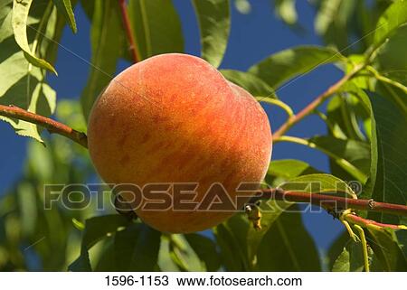 Stock Image - Close-up of a peach on a tree, Marion County, Oregon, USA. Fotosearch