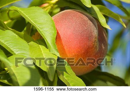 Close-up of a peach on a tree, Marion County, Oregon, USA View Large Photo Image Stock Photography - Close-up of a peach on a tree, Marion County, Oregon, USA. Fotosearch