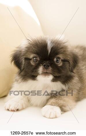 Close-up of a Pekingese puppy sitting on a couch View Large Photo Image Stock Image - Close-up of a Pekingese puppy sitting on a couch. Fotosearch