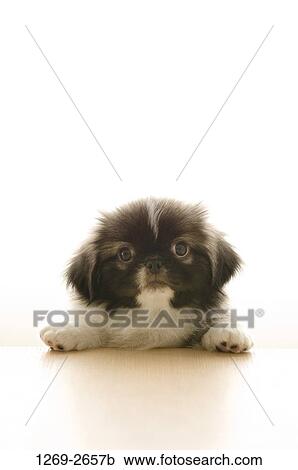 Close-up of a Pekingese puppy View Large Photo Image Stock Image - Close-up of a Pekingese puppy. Fotosearch