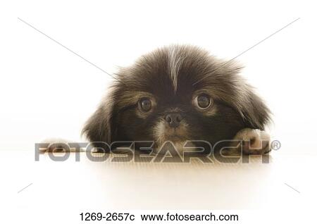 Close-up of a Pekingese puppy View Large Photo Image Stock Image - Close-up of a Pekingese puppy. Fotosearch