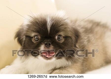 Close-up of a Pekingese puppy View Large Photo Image Stock Image - Close-up of a Pekingese puppy. Fotosearch