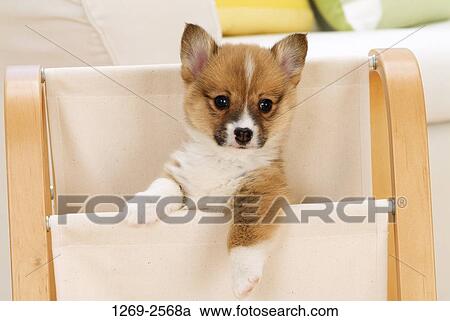Close-up of a Pembroke Welsh Corgi puppy in a folding chair View Large Photo Image Stock Image - Close-up of a Pembroke Welsh Corgi puppy in a folding chair. Fotosearch