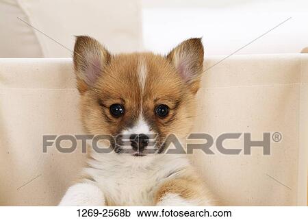 Close-up of a Pembroke Welsh Corgi puppy in a folding chair View Large Photo Image Stock Image - Close-up of a Pembroke Welsh Corgi puppy in a folding chair. Fotosearch
